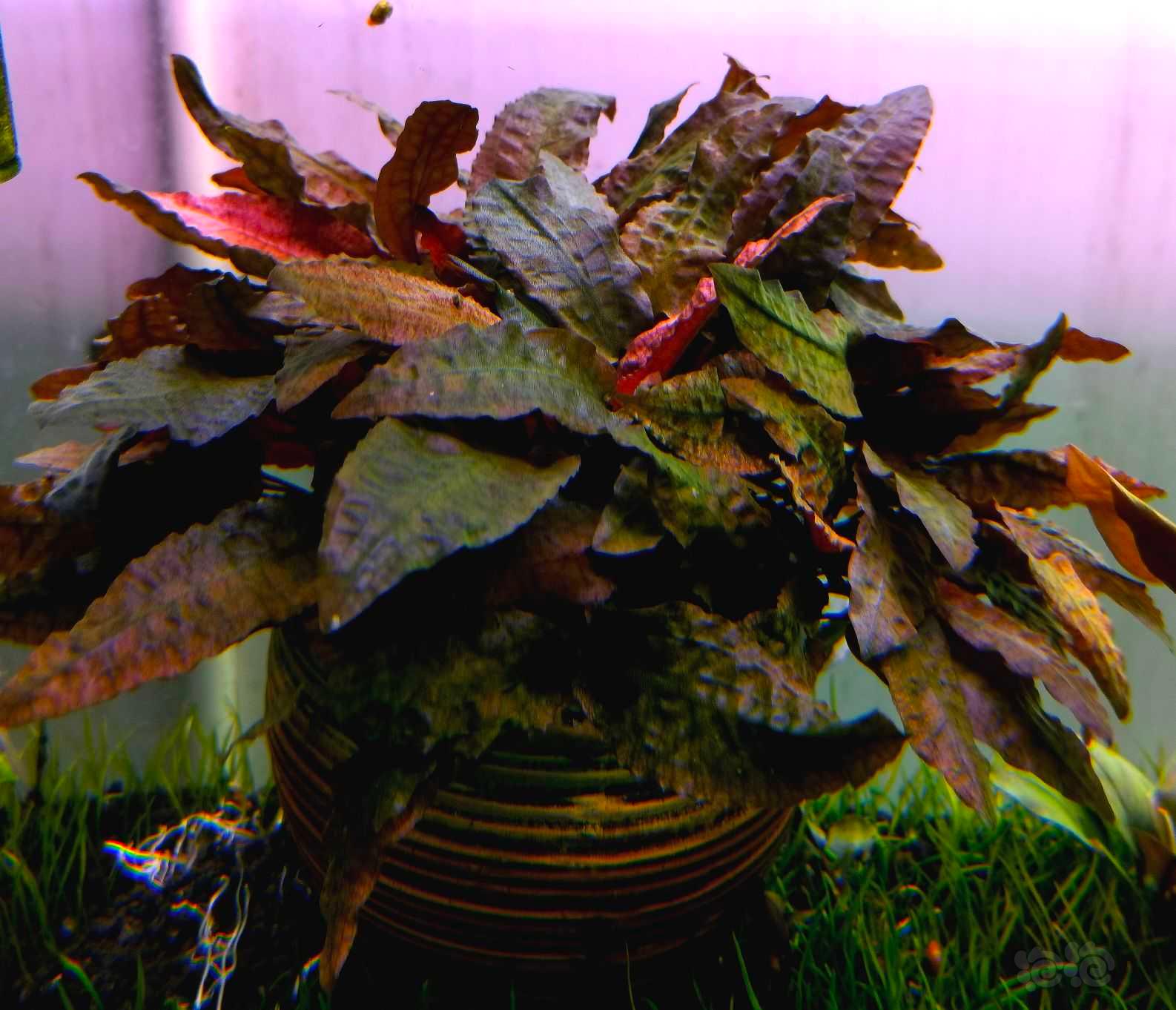 出虎纹椒，黑木蕨和水草组合-图4