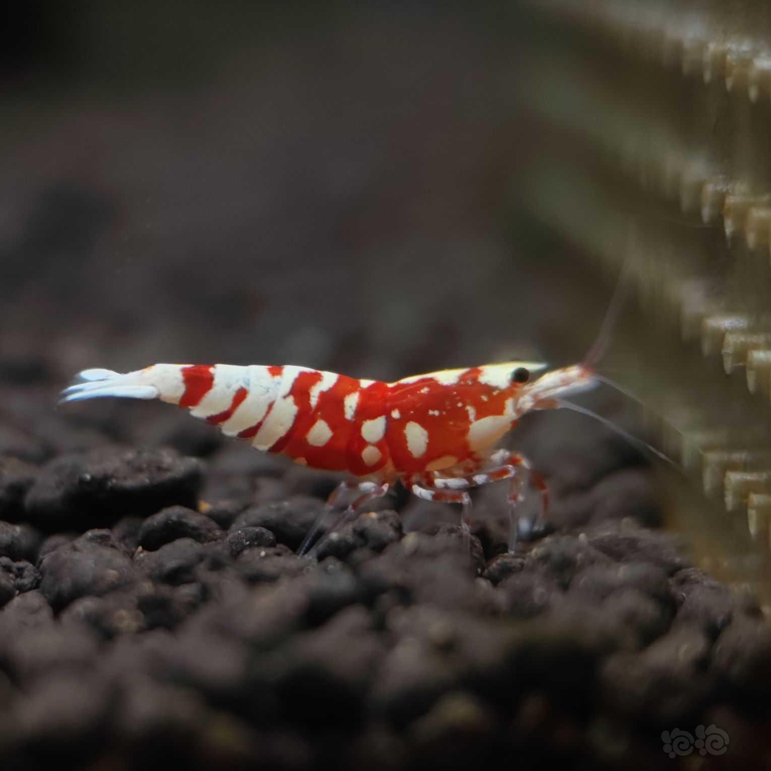 【水晶虾】红（黑）花虎-图3
