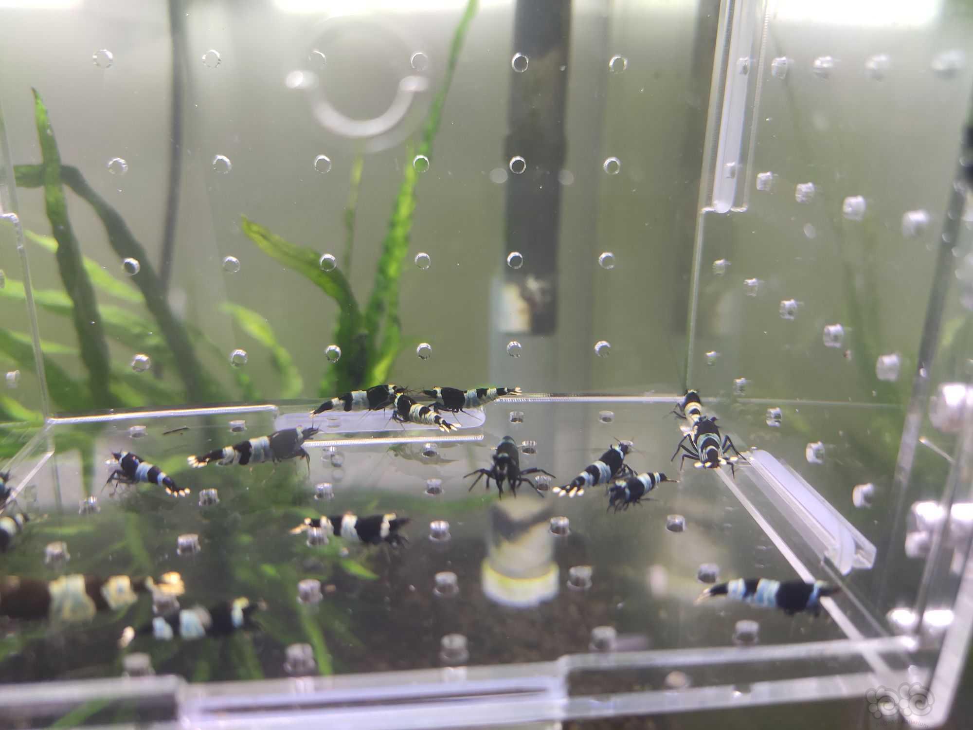 【水晶虾】出一份蓝化繁殖组和一份小虾-图4