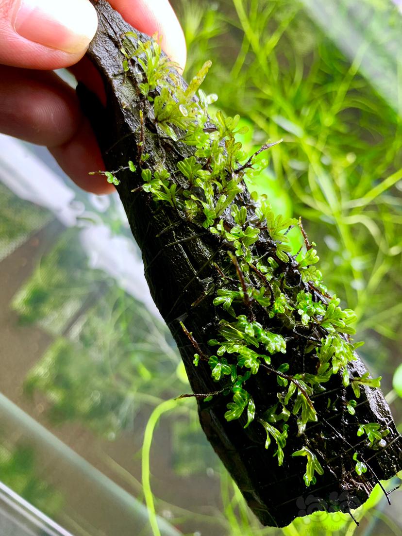 紫柚沉木定植翅脉蕨、珊瑚莫斯、不锈钢网片定植翅脉蕨-图3