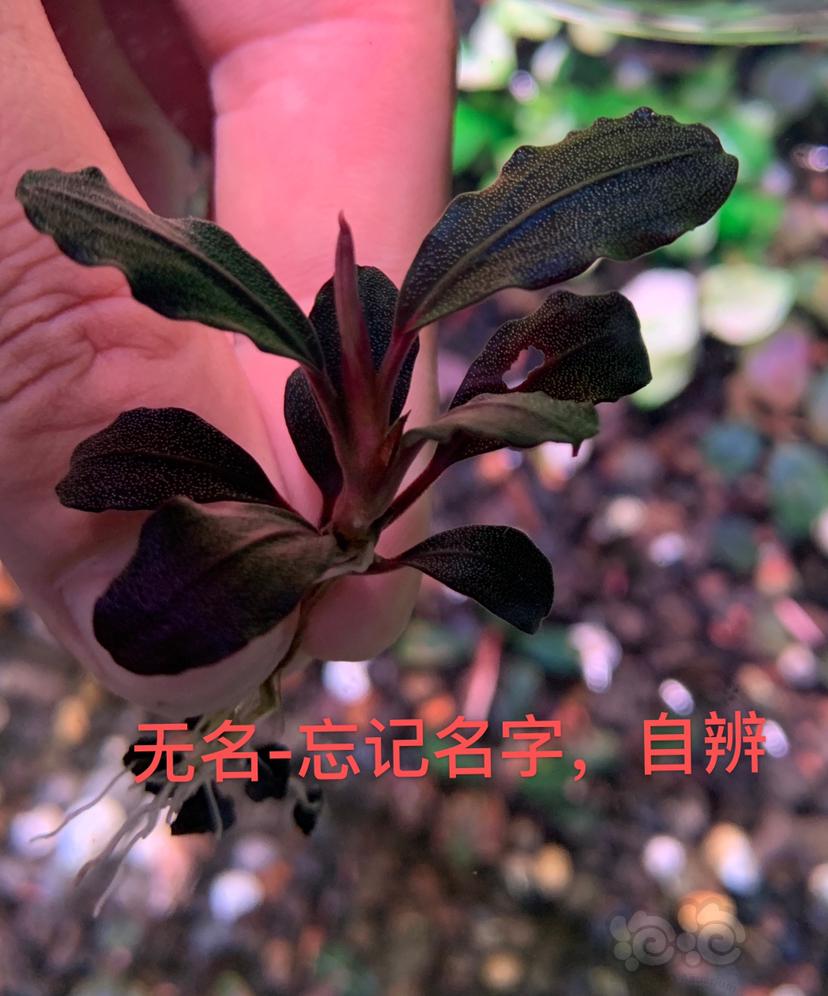 【水草】2022-07-17#RMB拍卖#六颗草-图3