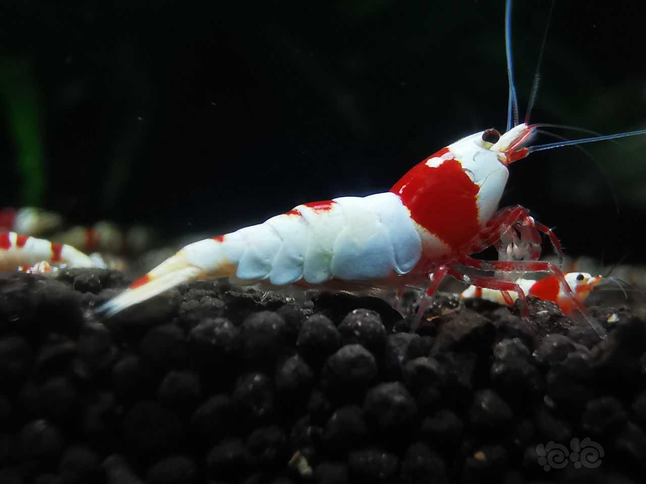 新成红白公虾-图1