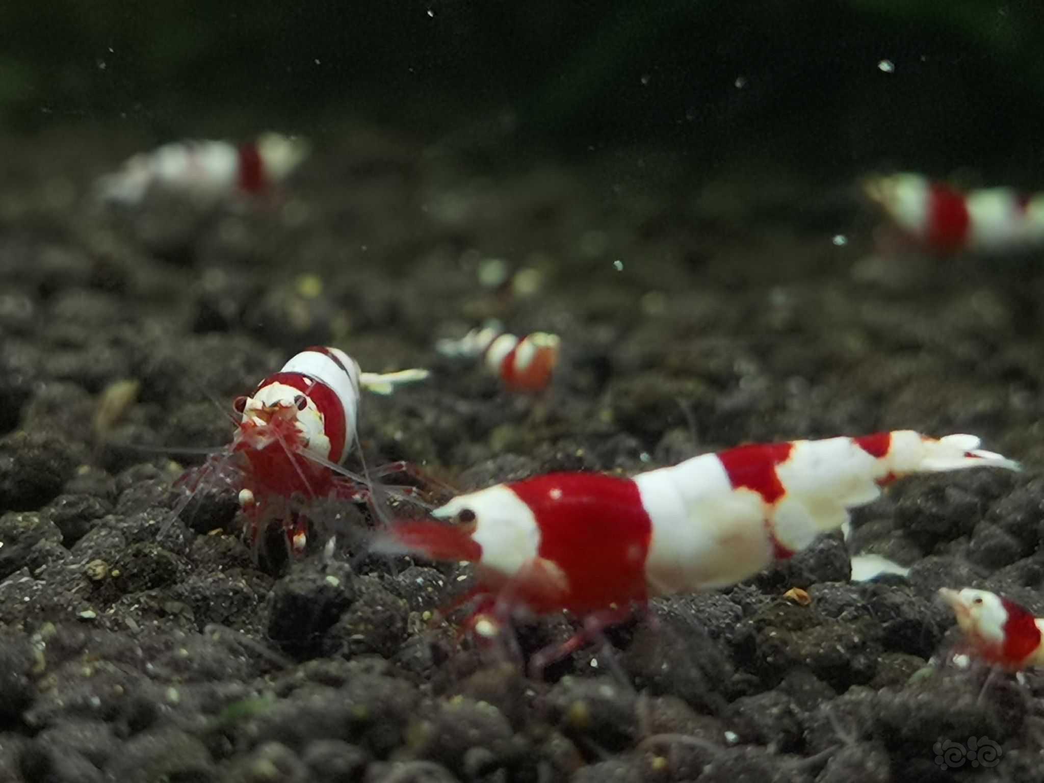 【水晶虾】出自养名家系统厚甲红白水晶虾-图3