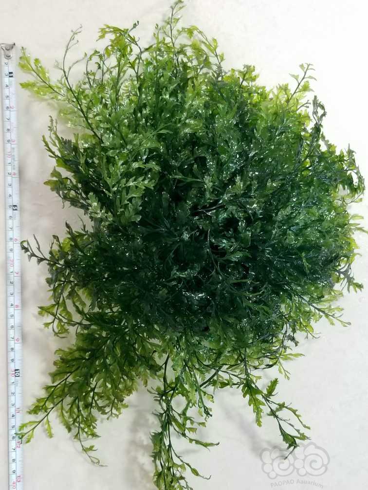QQ海繁殖茎和大丛矮种黑木蕨-图3