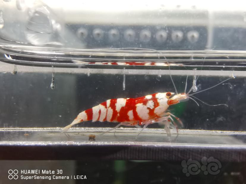 【虾】2022-07-11#RMB拍卖#太极红花虎两只-图3