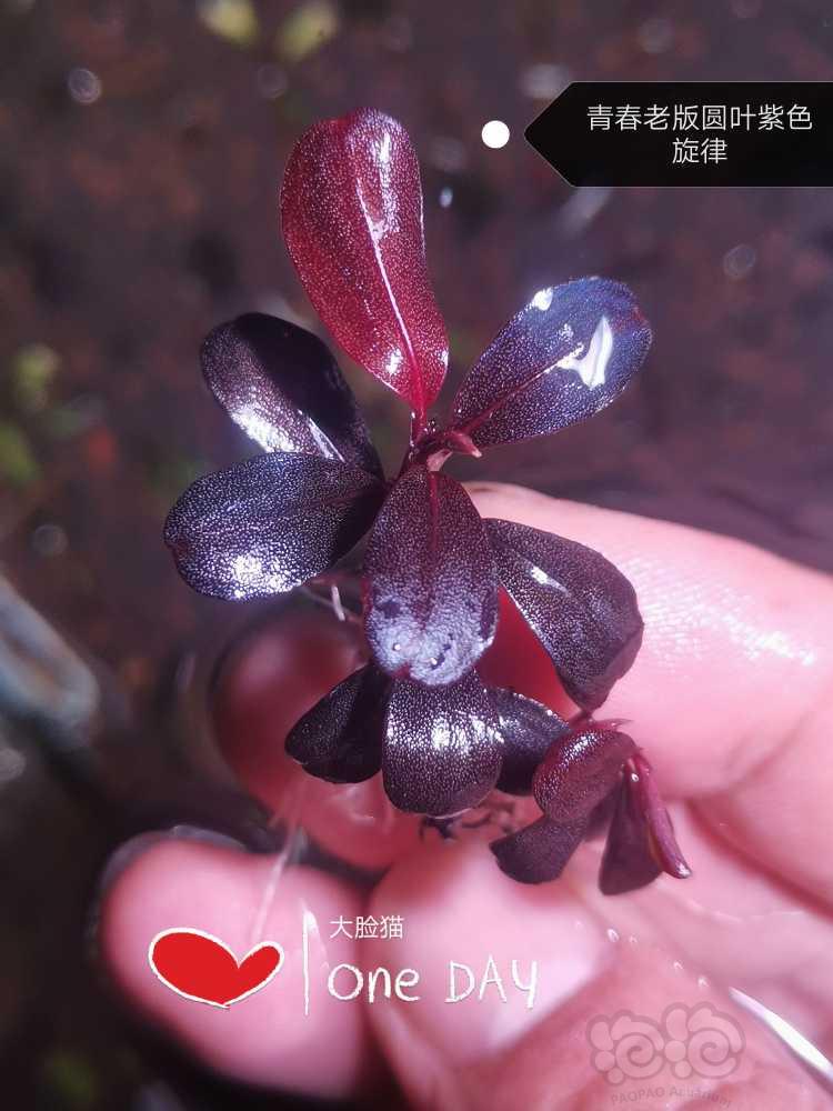 【水草】2022-07-24#拍卖RMB#青春老版圆叶紫色旋律-图1