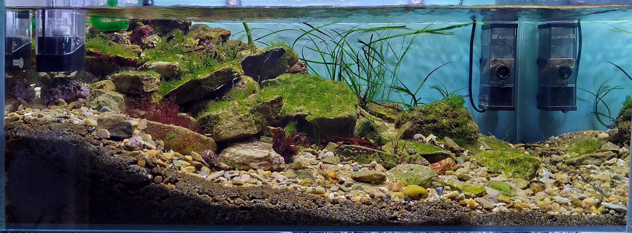 原生海藻缸-图1