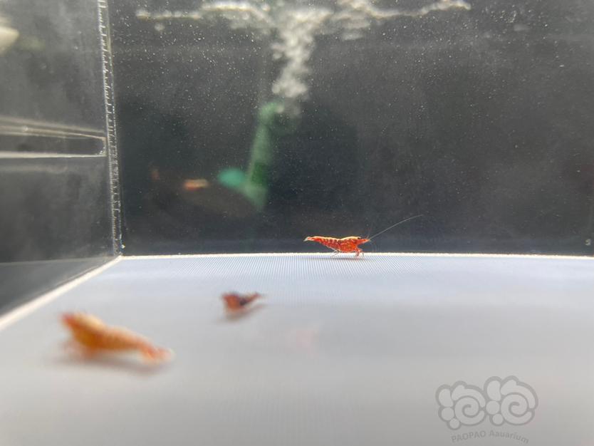 【虾】2022-07-09#RMB拍卖#红银河水晶虾一组6只-图3