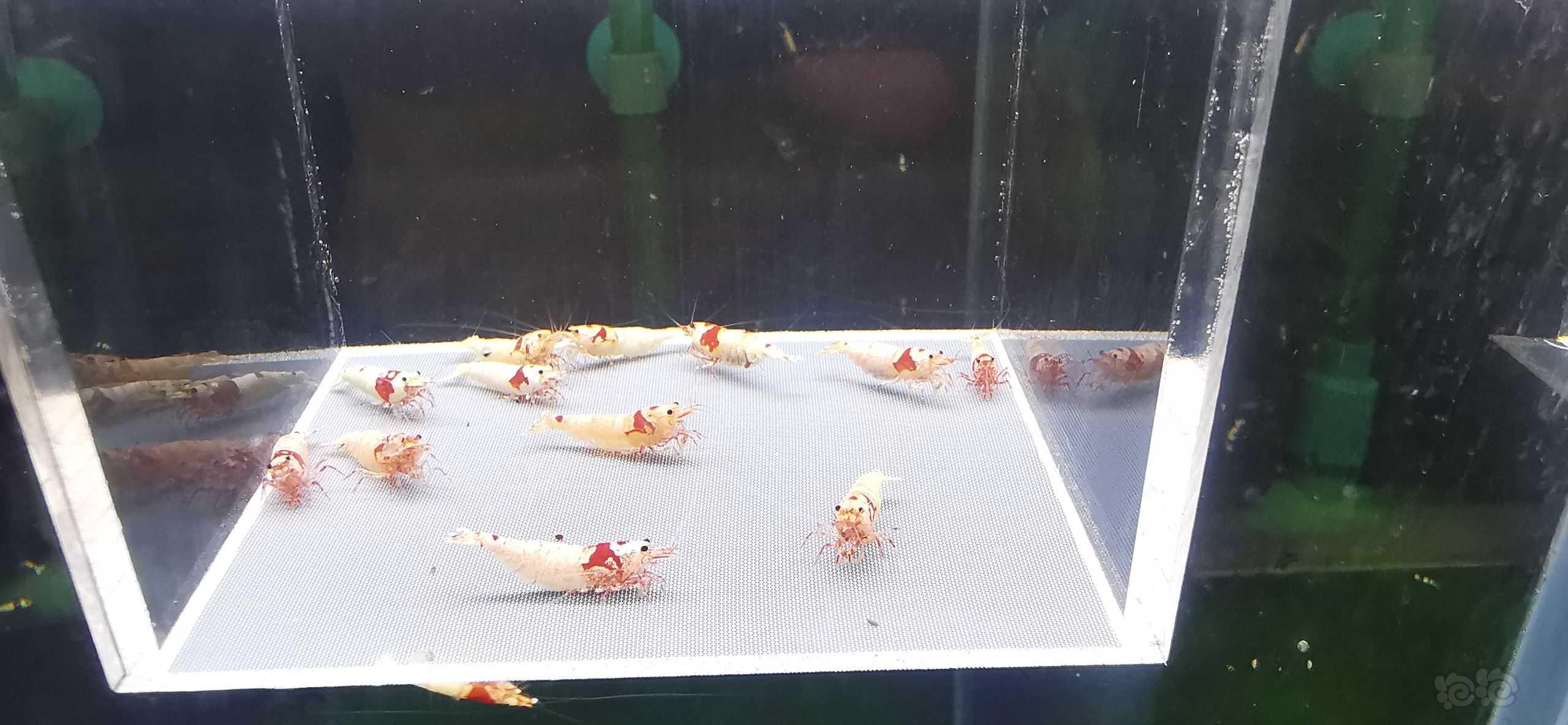 【虾】2022－07－25#RMB拍卖红白12只繁殖组-图3