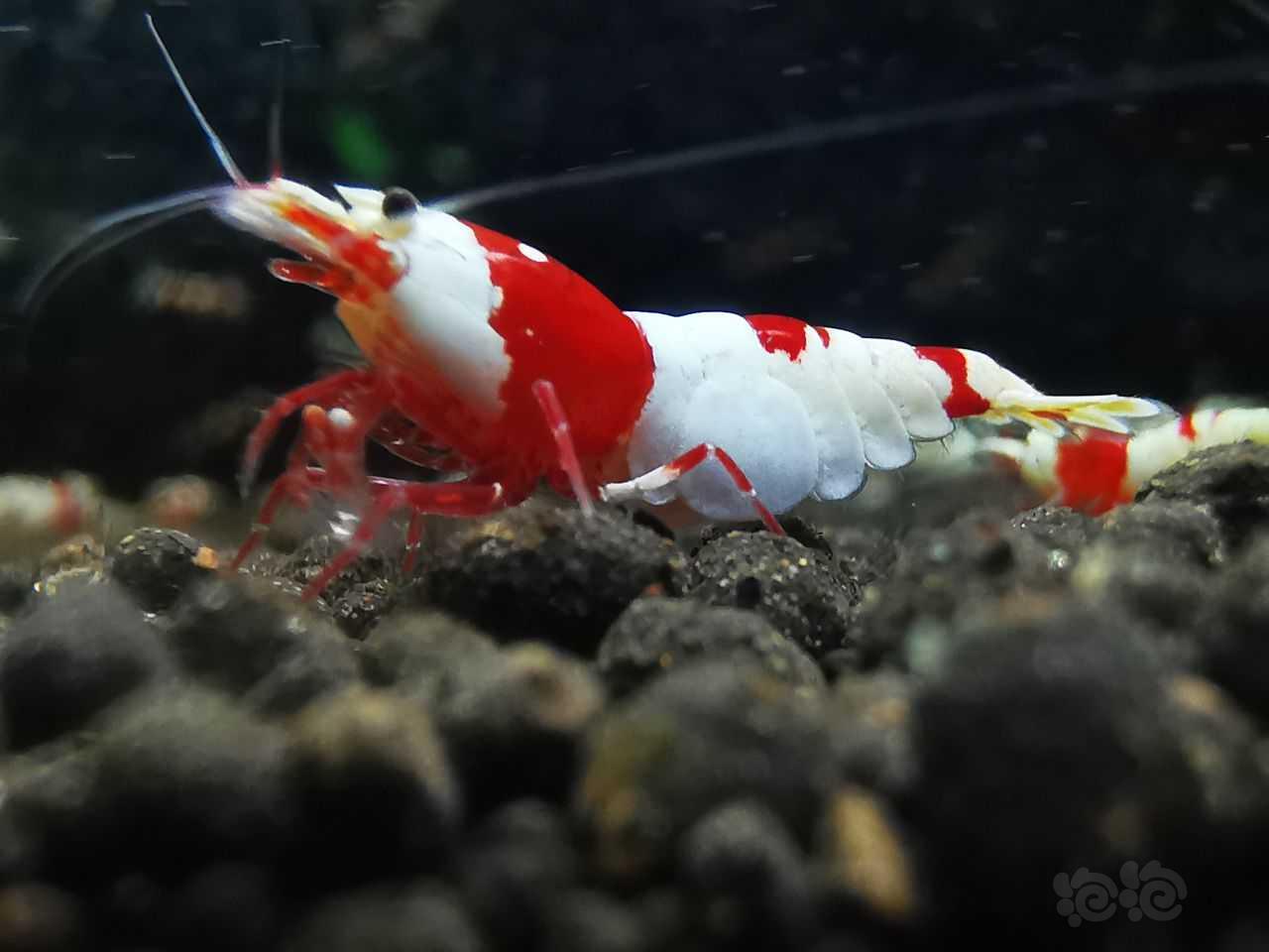 重甲红白虾-图4