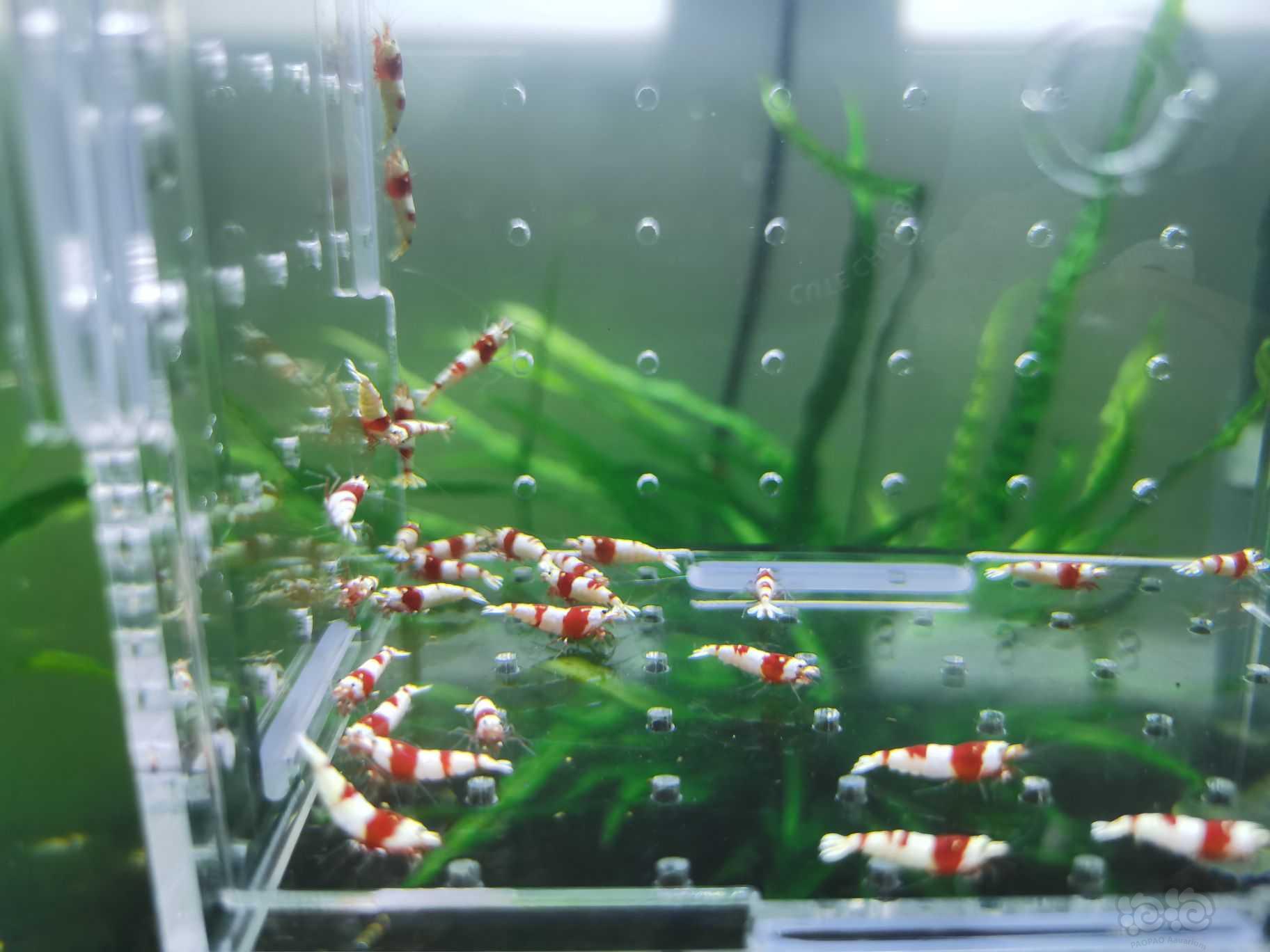【水晶虾】出一份40只红白水晶虾-图2