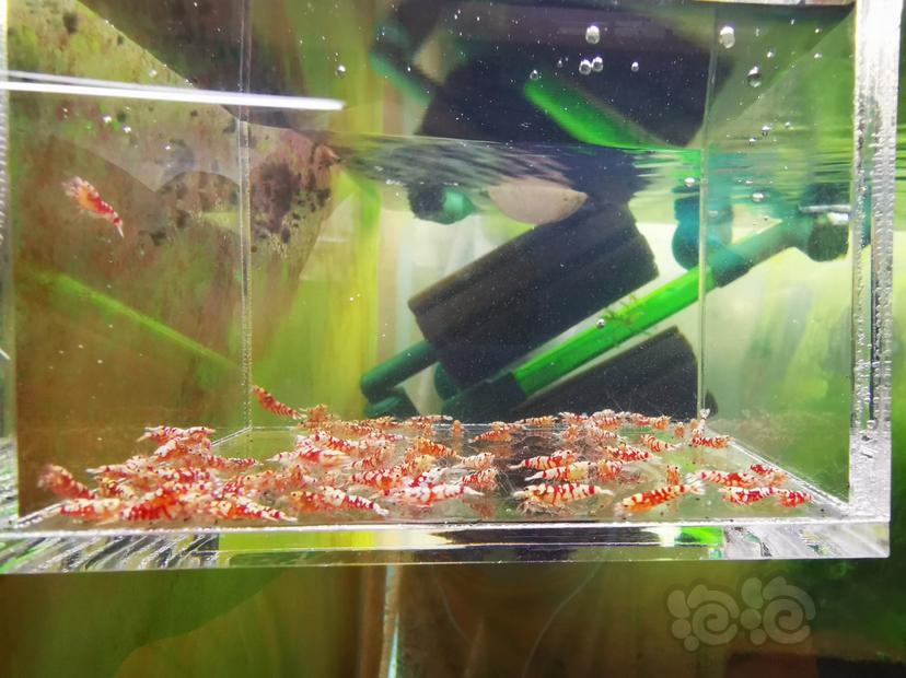 【虾】2022-07-11#RMB拍卖红花虎幼虾一组100只-图2