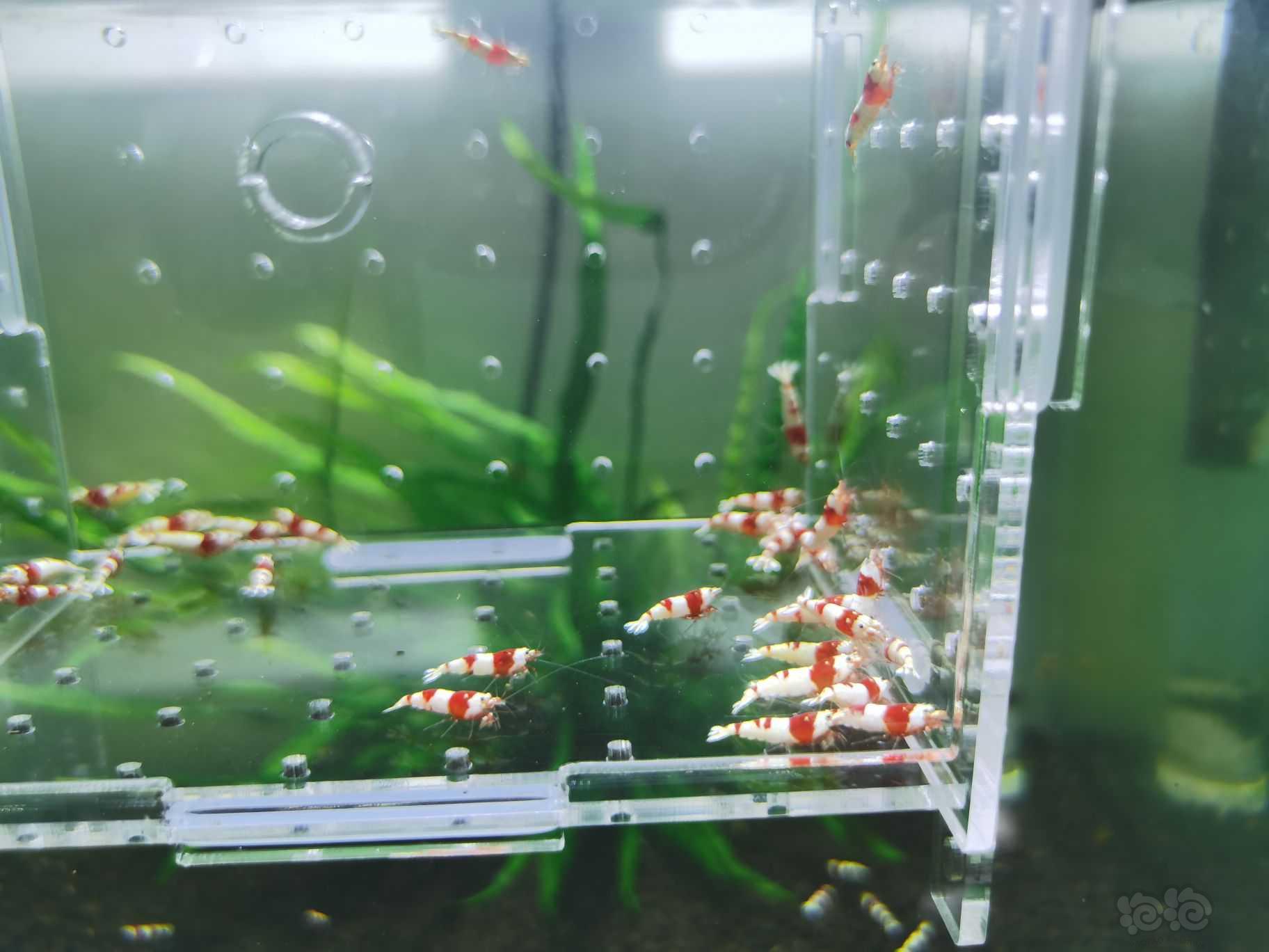 【水晶虾】出一份40只红白水晶虾-图4