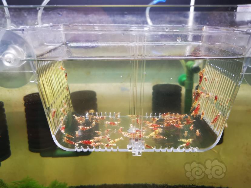 【虾】2022-07-29#RMB拍卖淘汰幼虾一组100只-图1