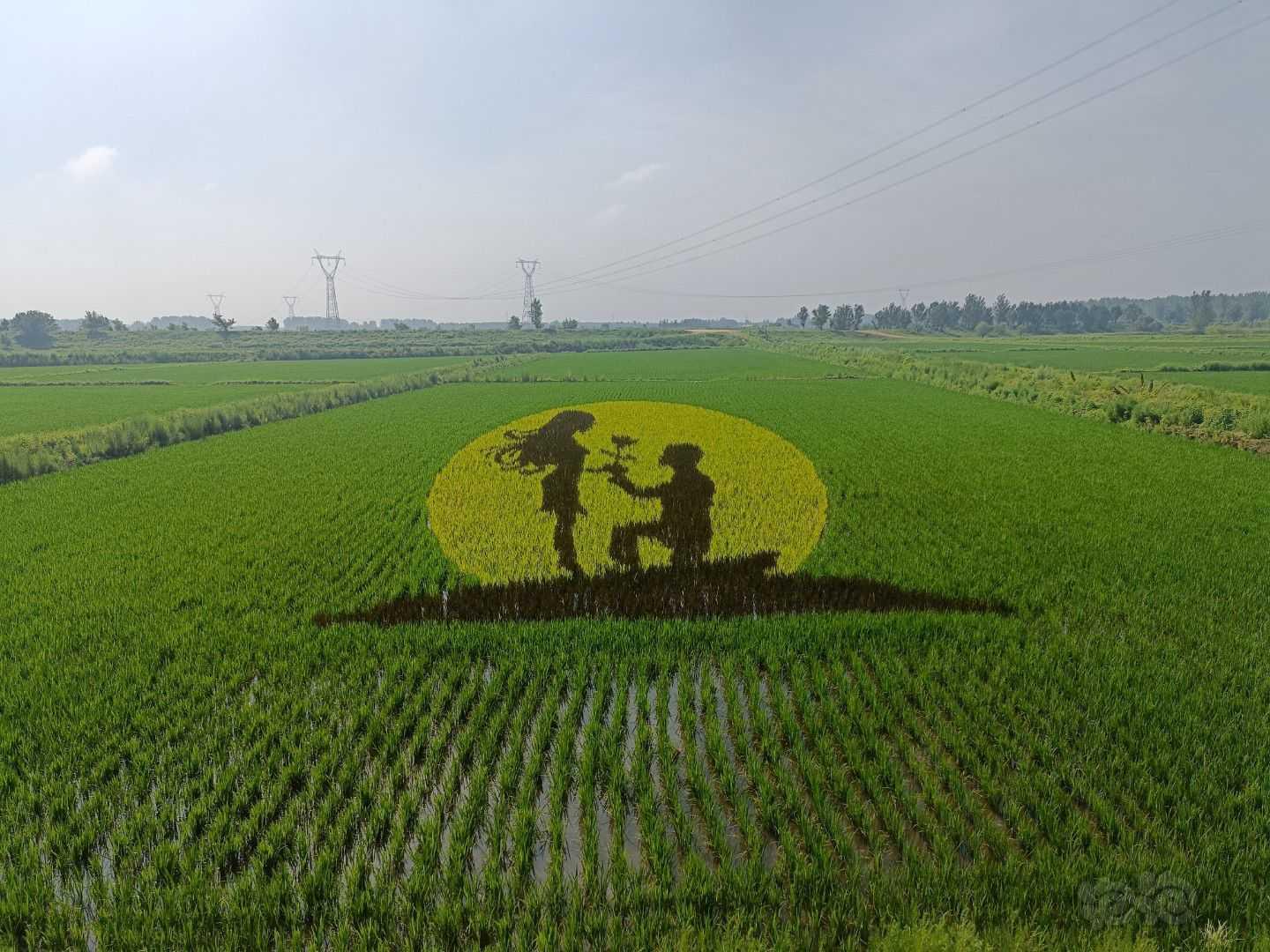 稻田画，不一样的风景-图8
