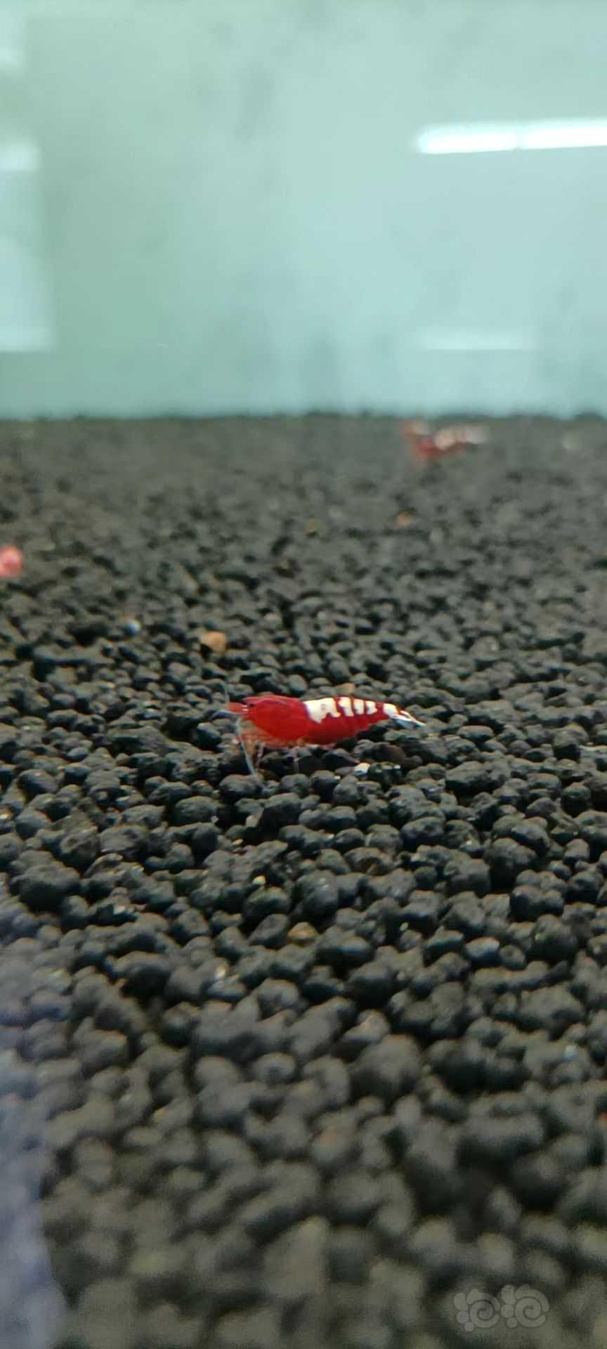 【水晶虾】出售红斑马水晶虾-图1