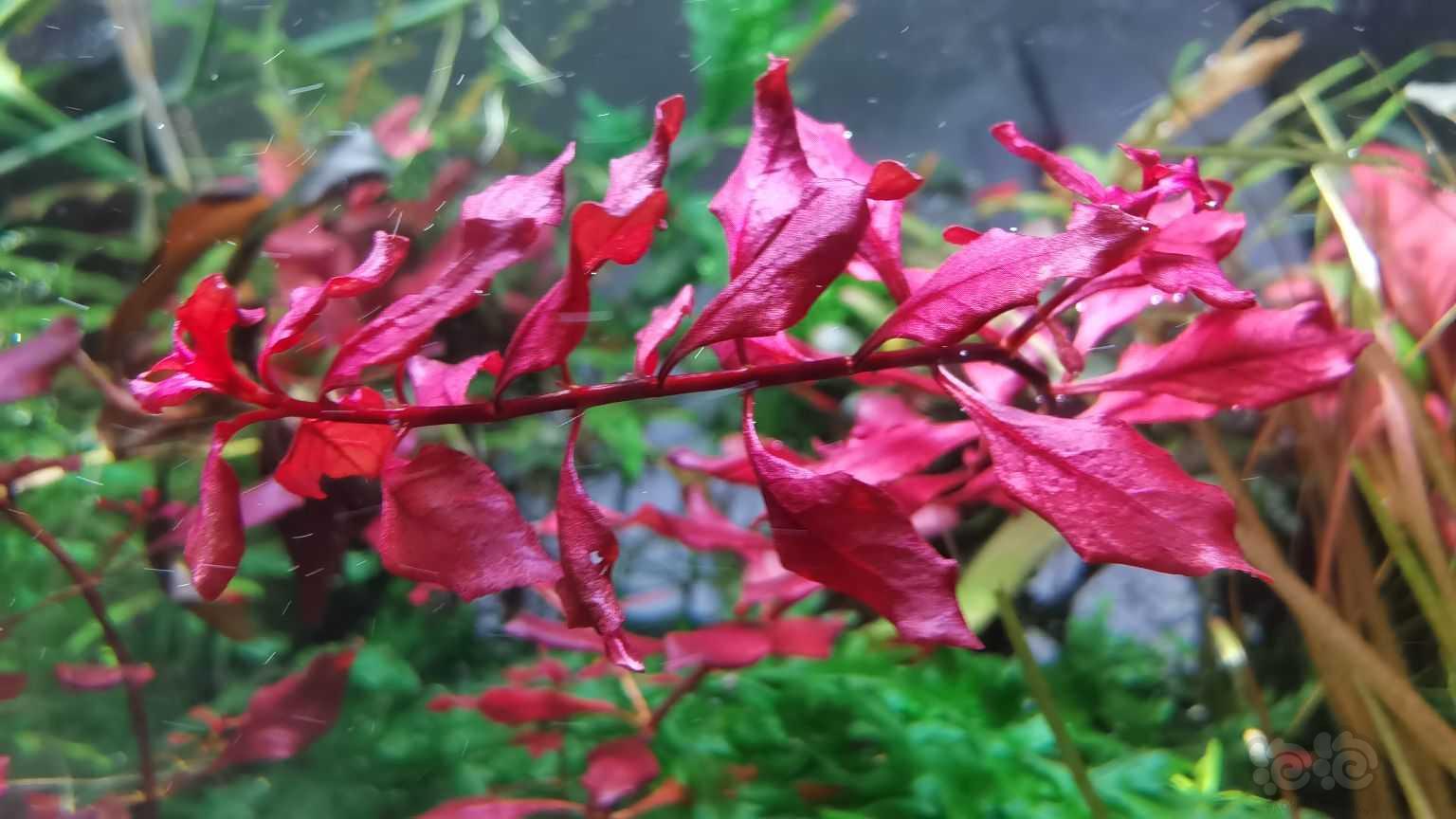 紫红丁香-图1