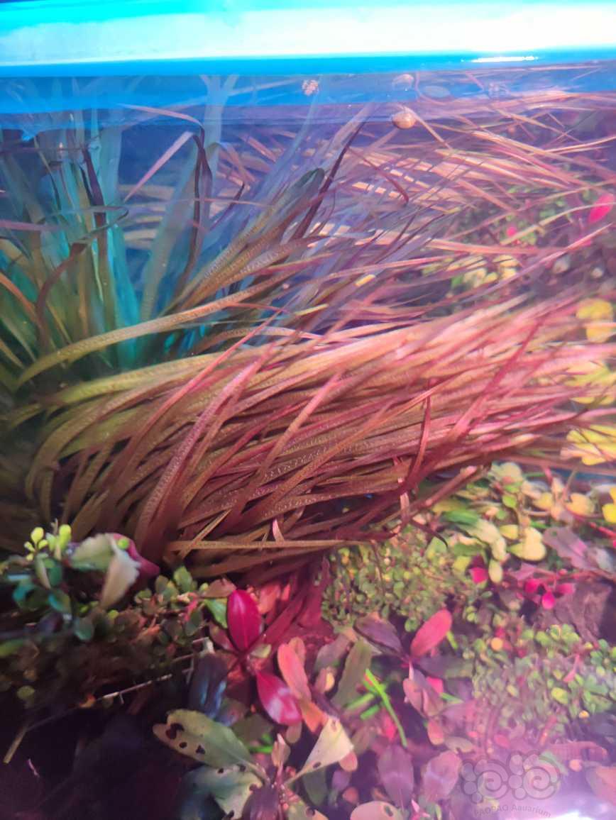 迷你榕渣渣根，红箦藻处理，送越南古精-图5