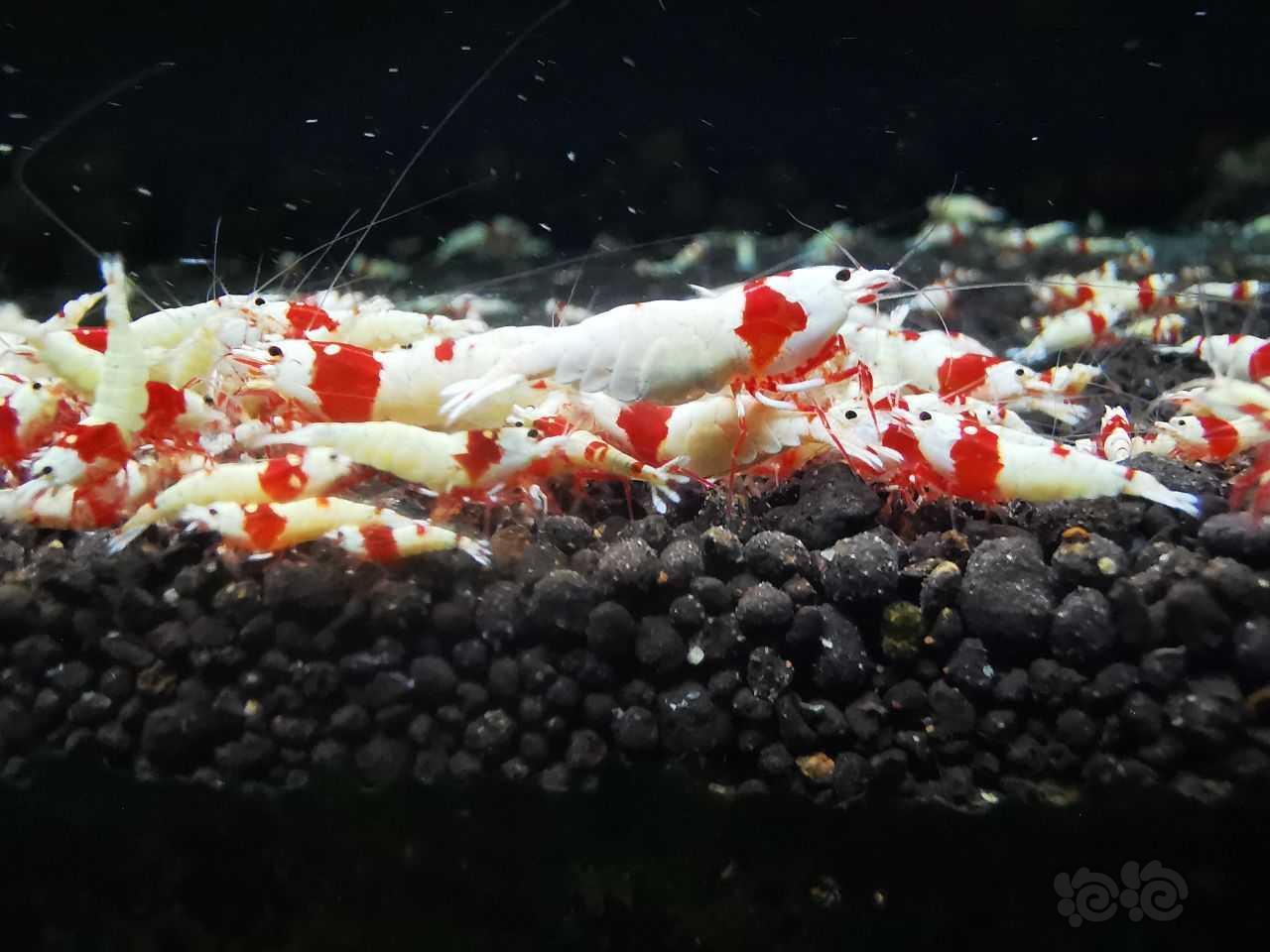 【水晶虾】出红足血统红白虾-图2