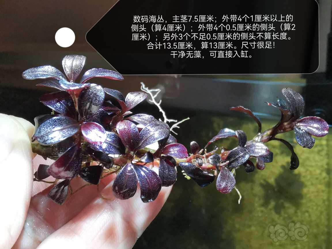 【水草】2022-07-14#RMB拍卖#数码海丛-图1
