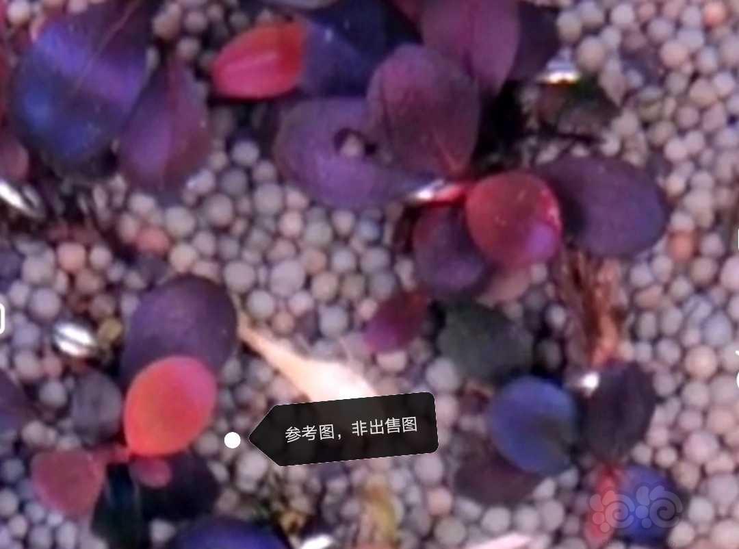 【水草】2022-07-02#RMB拍卖#未命名老货精品-图4