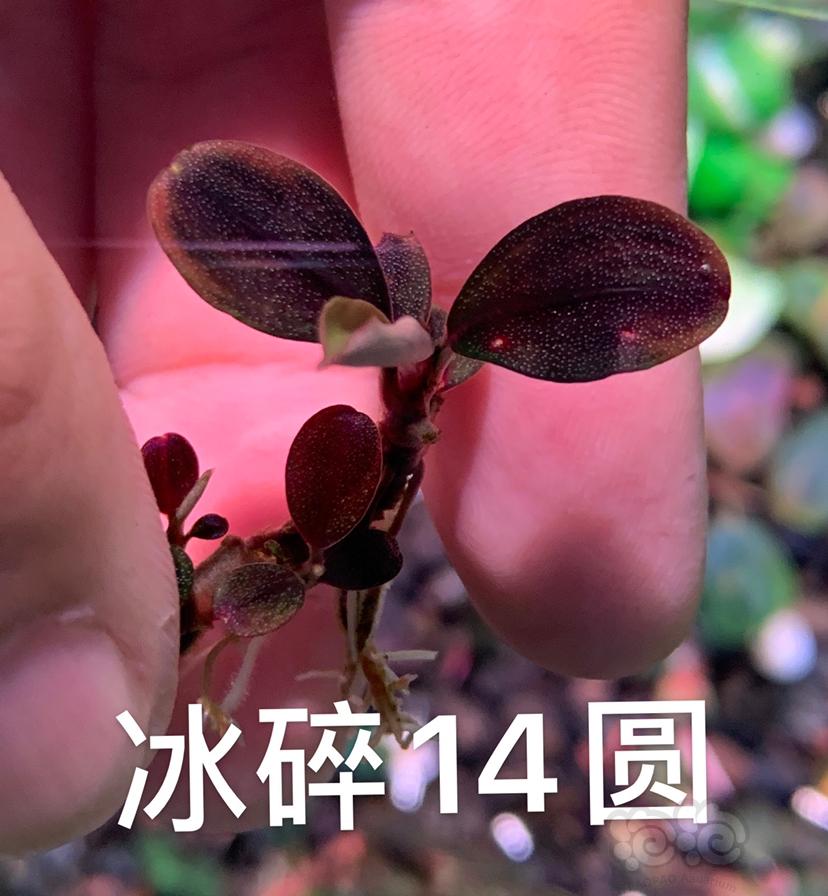 【水草】2022-07-17#RMB拍卖#六颗草-图4