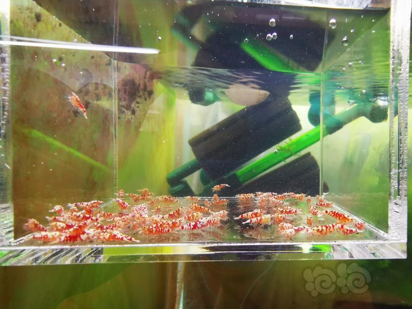【虾】2022-07-11#RMB拍卖红花虎幼虾一组100只-图4