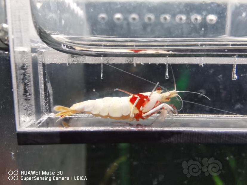 【虾】2022-07-10#RMB拍卖#红白水晶虾-图2