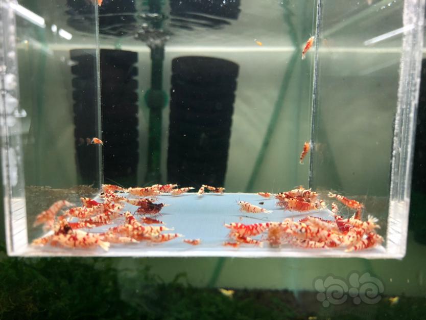 【水晶虾】清缸出售太极红花虎-图2
