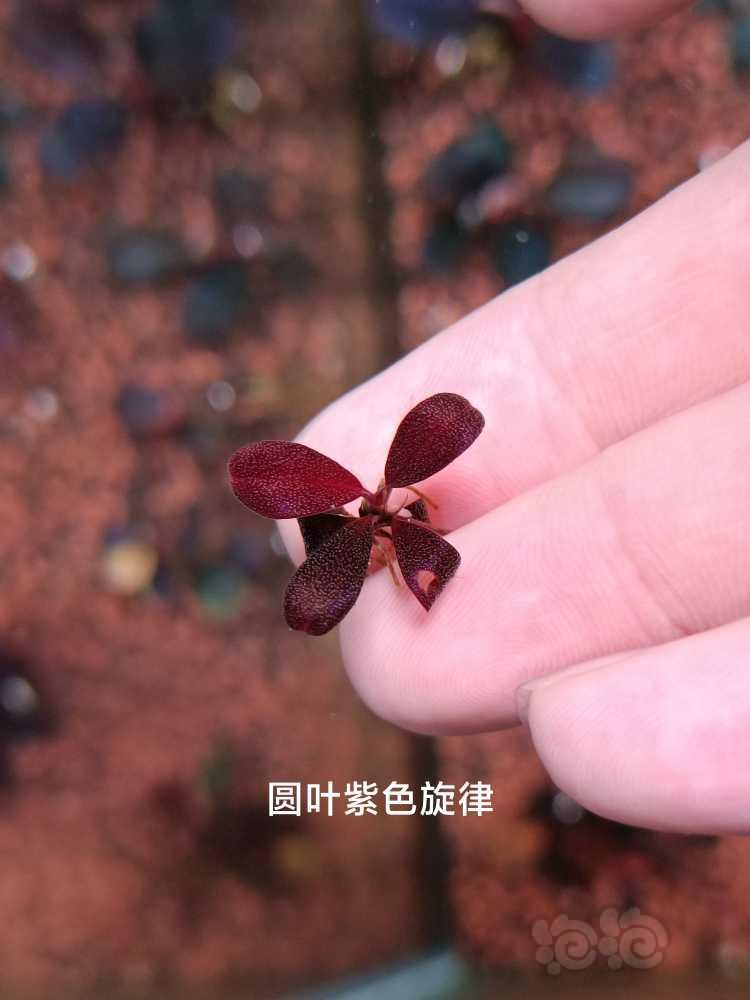 【水草】2022-07-12#RMB拍卖#诺曼+紫旋+厚玉+圆海-图3