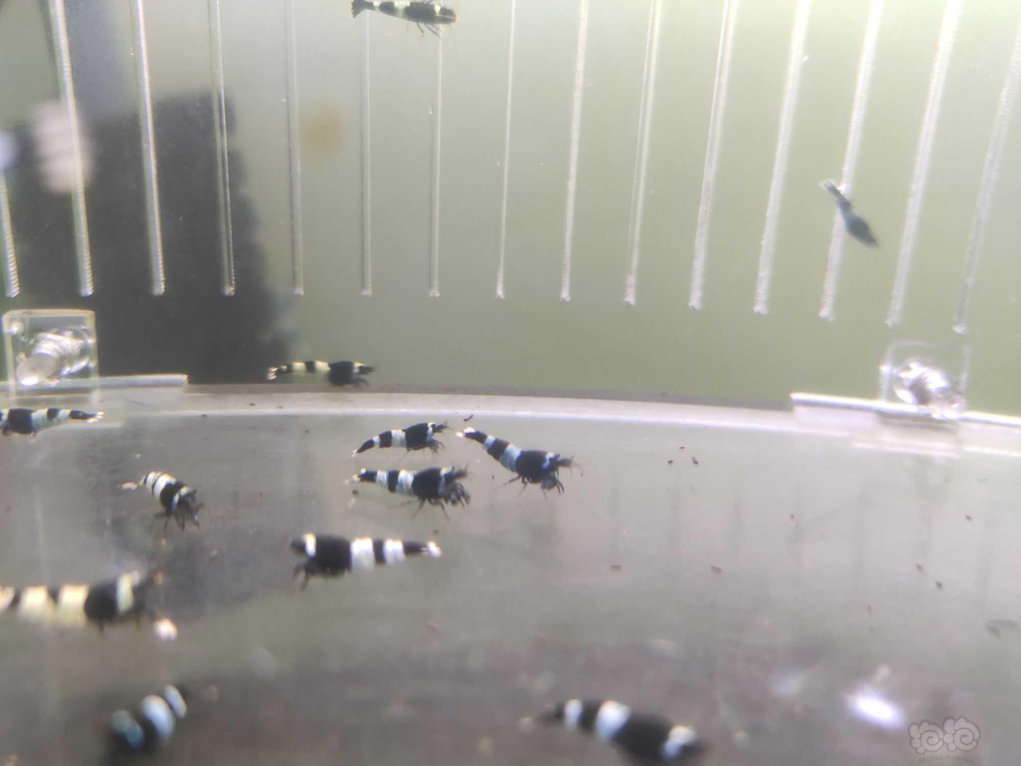 【水晶虾】出一份蓝化繁殖组和一份小虾-图6