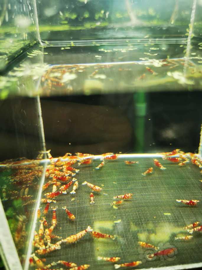 【虾】2022-07-21#RMB拍卖红花虎苗100只-图2