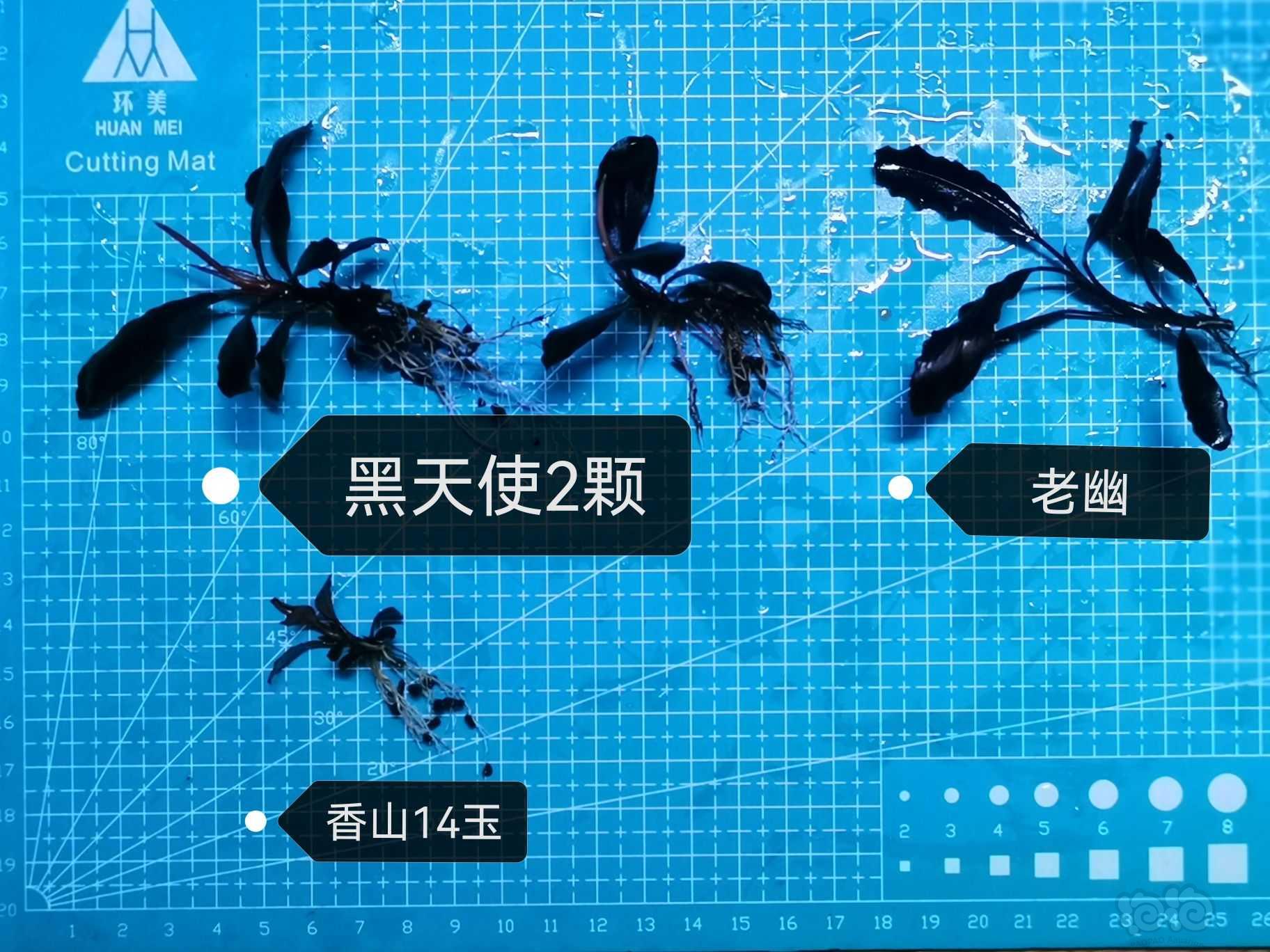 【水草】2022-07-24#RMB拍卖# 黑天使2颗，老幽.香山玉-图5