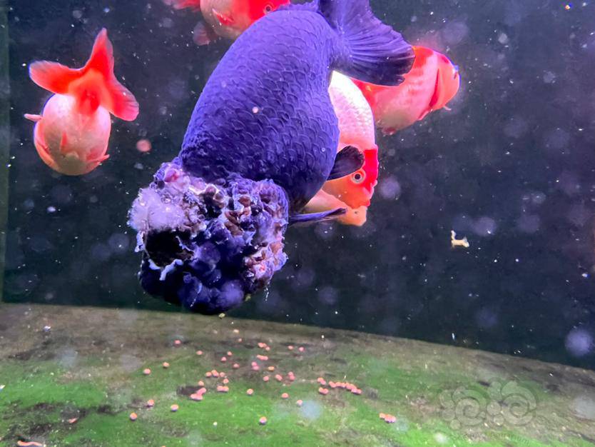 【咨询求助】兰寿烂头还有得救吗-图1