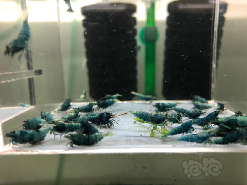 【水晶虾】处理一缸蓝面金刚成虾！-图2