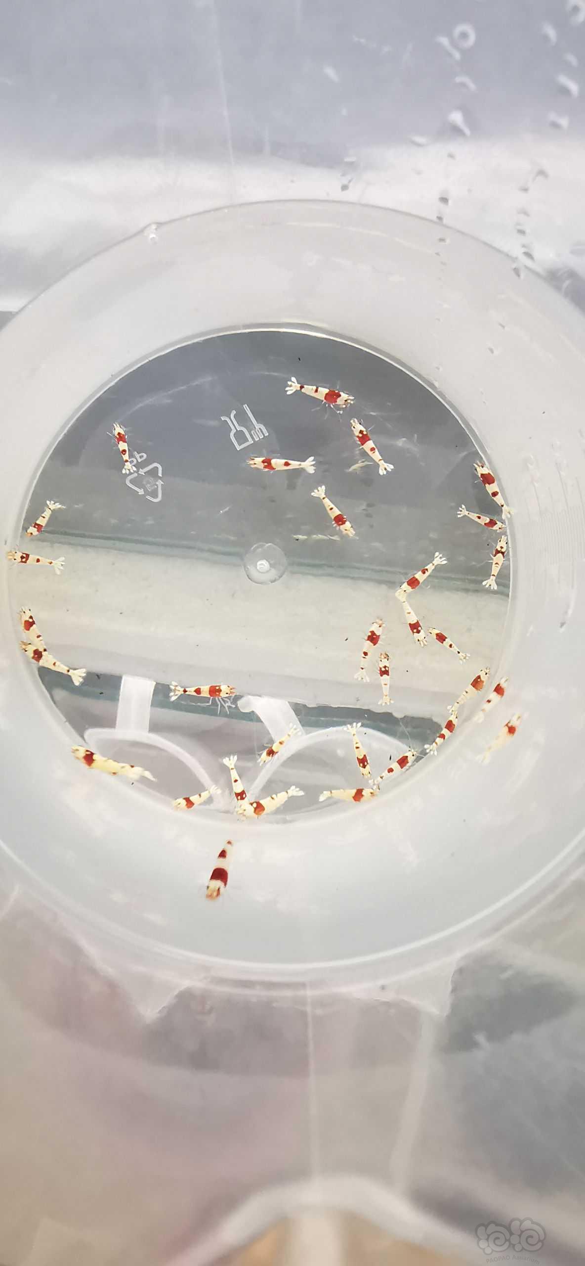 【虾】2022-7-23#RMB拍卖红白纯血丸禁一份30只-图2