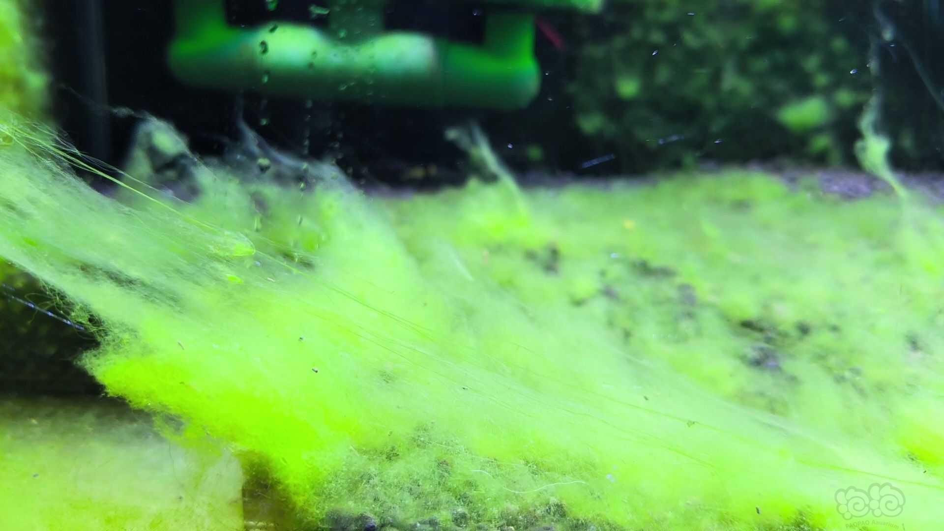 虾缸藻-图2