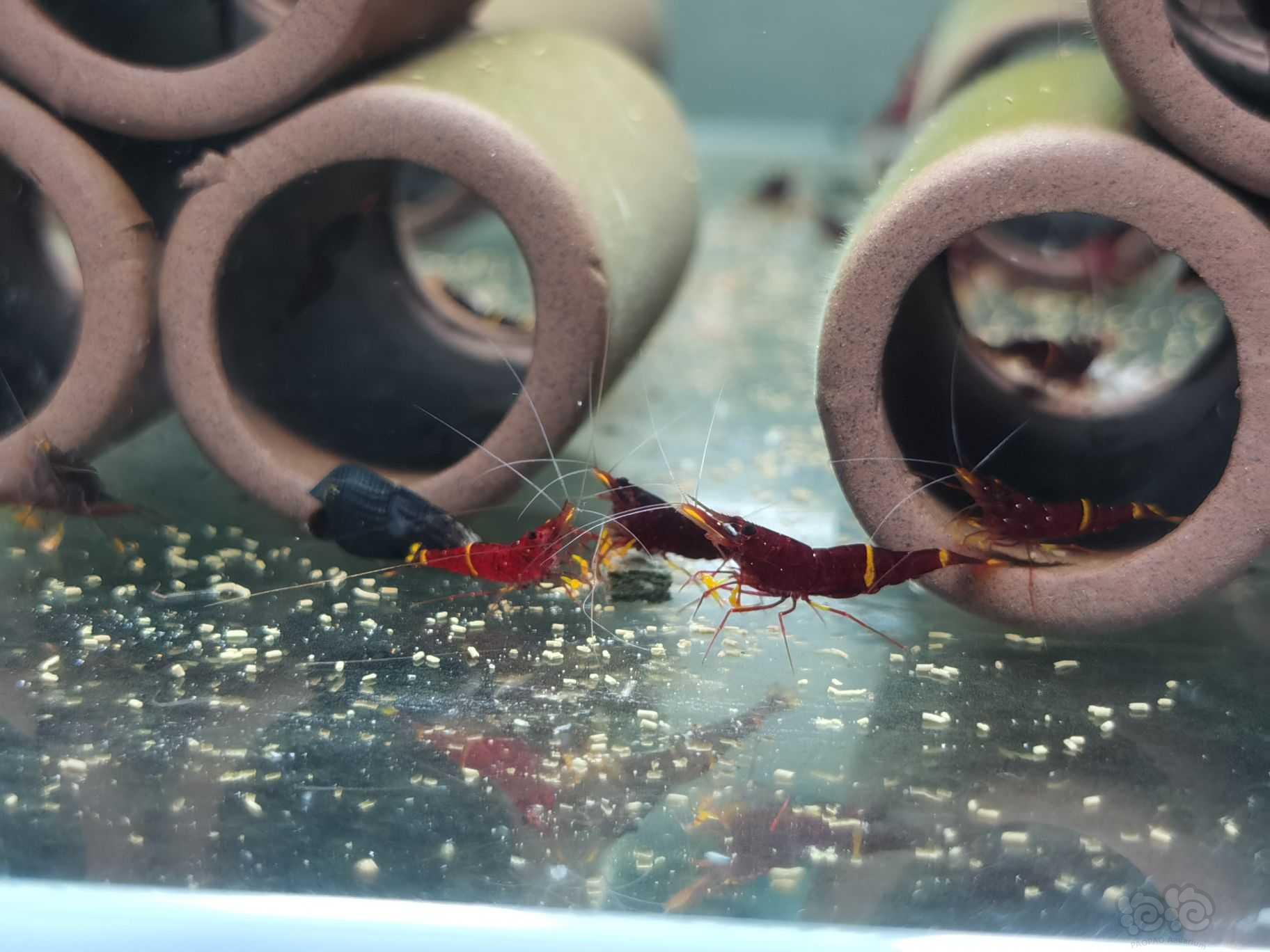 出售自家繁殖黄斑苏虾-图2