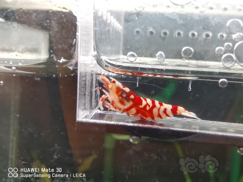 【虾】2022-07-10#RMB拍卖#太极红花虎两只-图1