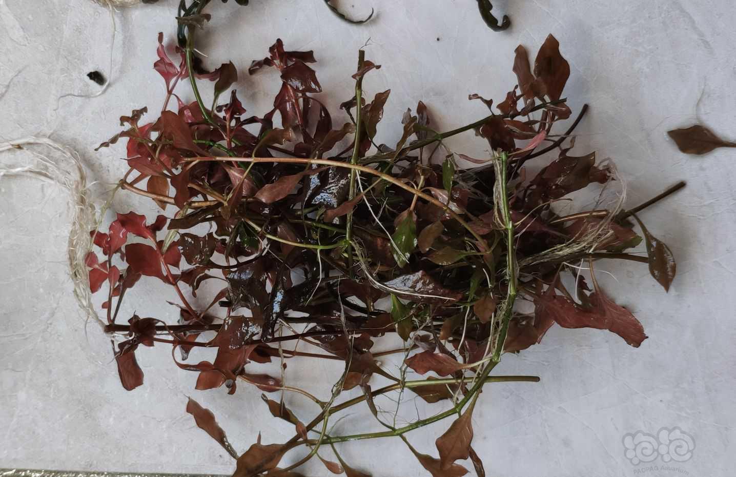 趴地，帕夫椒草，雨裂，大红莓，细叶铁，辣椒榕出售-图4