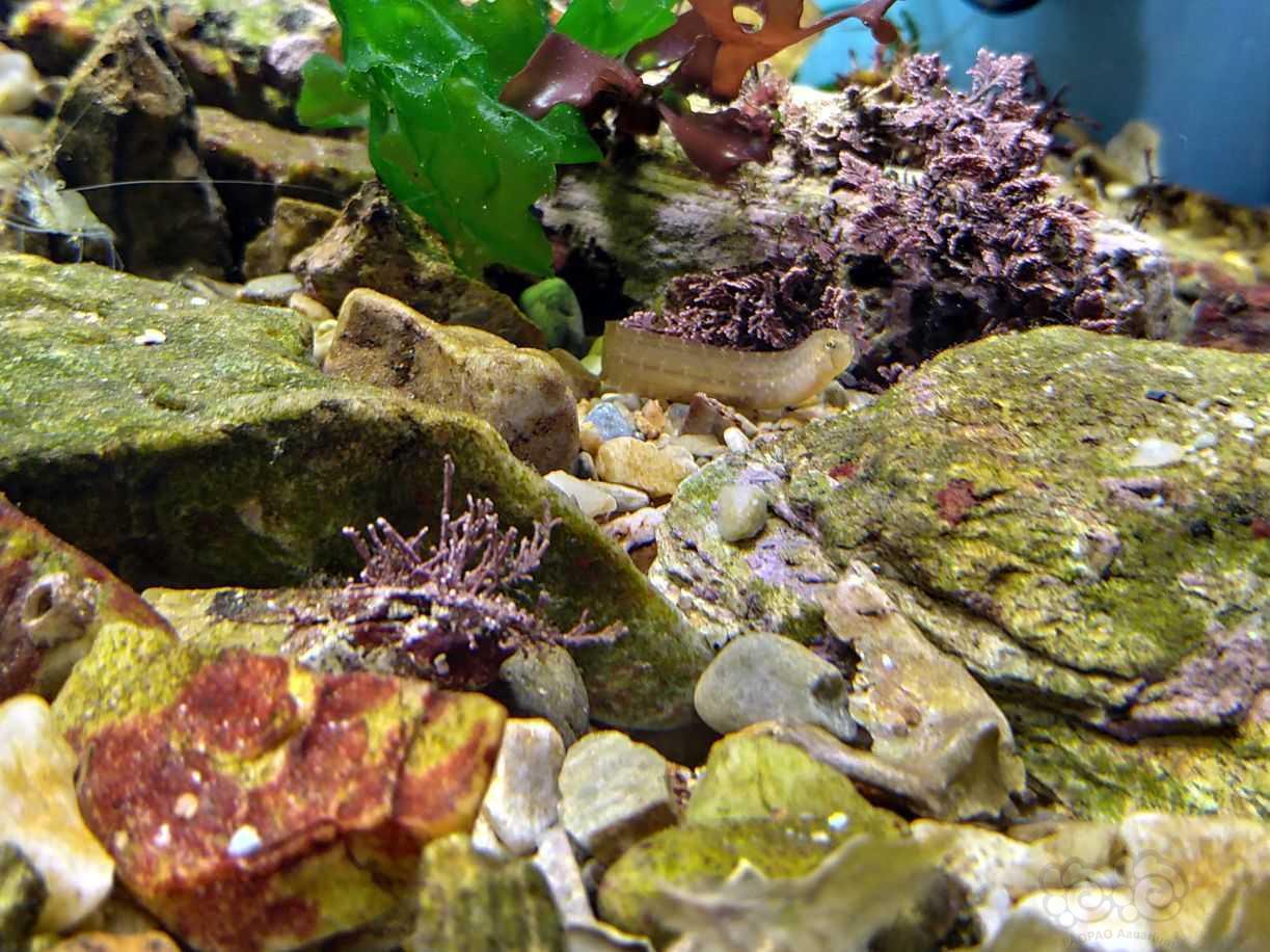 原生海藻、海草缸-图4