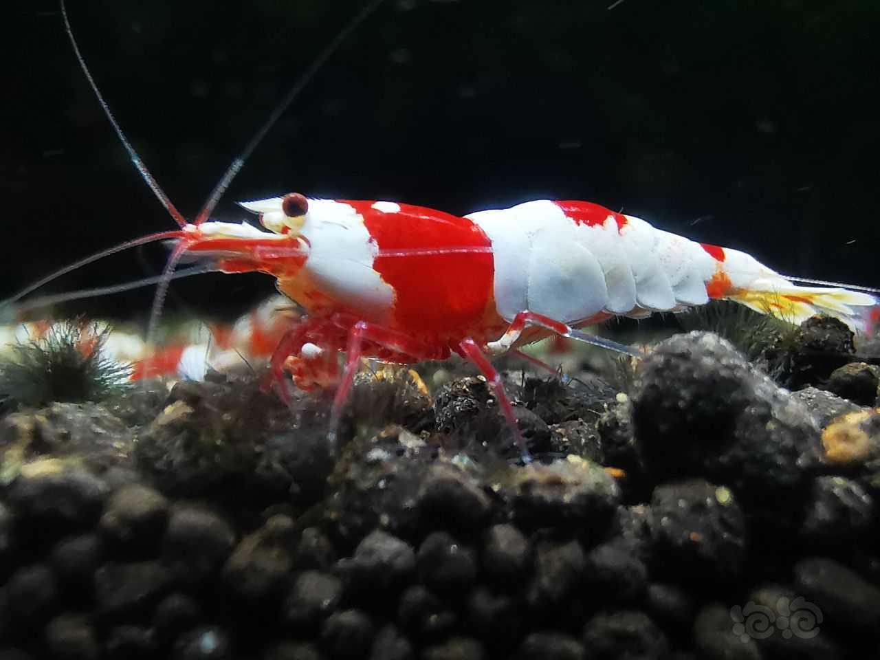 【虾】2022-7-28#RMB拍卖重甲红白种虾两只-图1