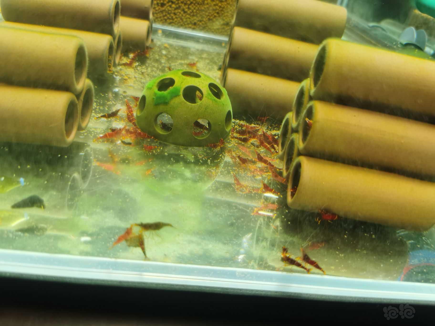 出售自家繁殖黄斑苏虾-图3