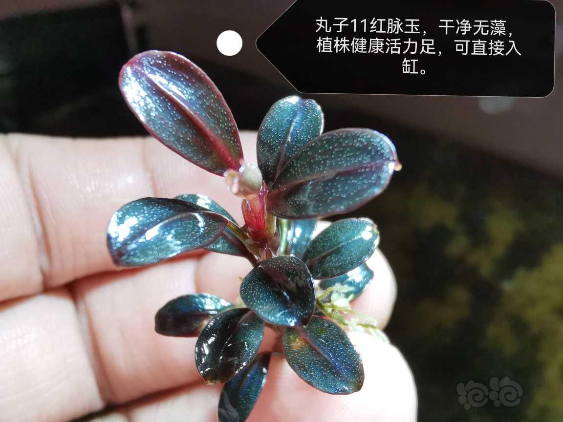 【水草】2022-07-10#RMB拍卖#丸子11红脉玉-图1
