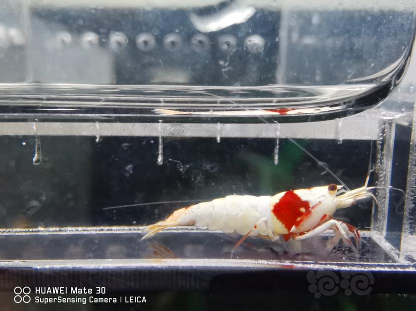 【虾】2022-07-10#RMB拍卖#红白水晶虾-图5