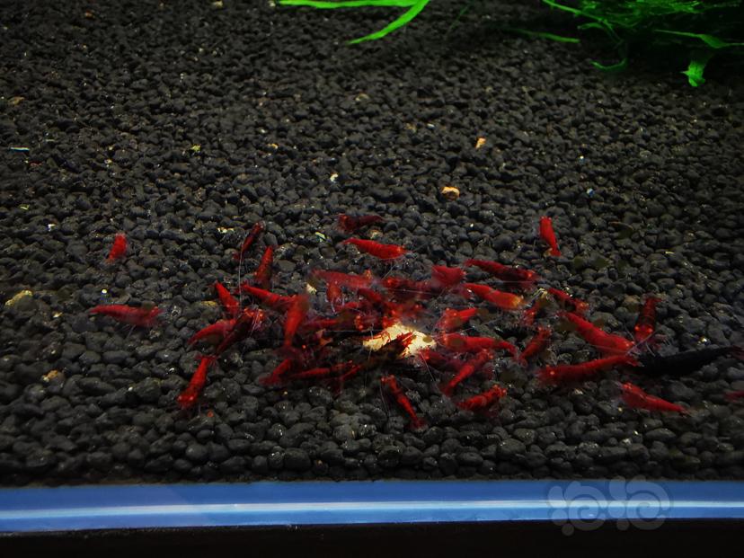 【水晶虾】出20只金眼全红虾苗-图1