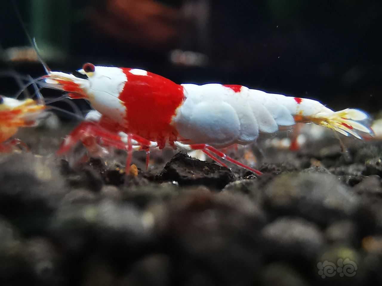 红白虾-图1