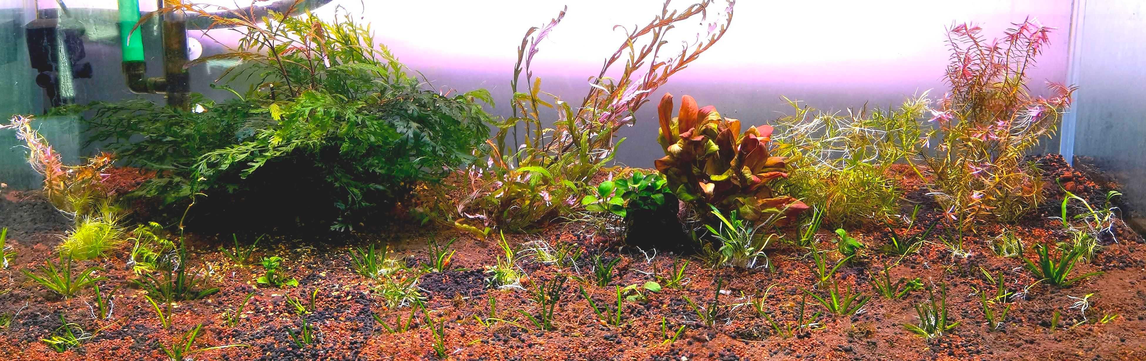出虎纹椒，黑木蕨和水草组合-图8