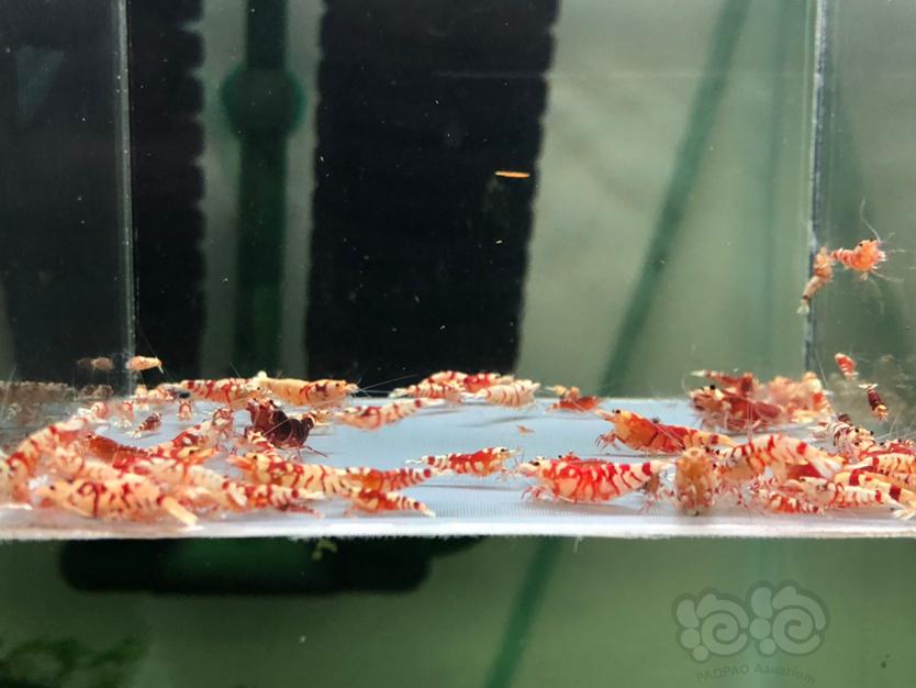 【水晶虾】清缸出售太极红花虎-图1