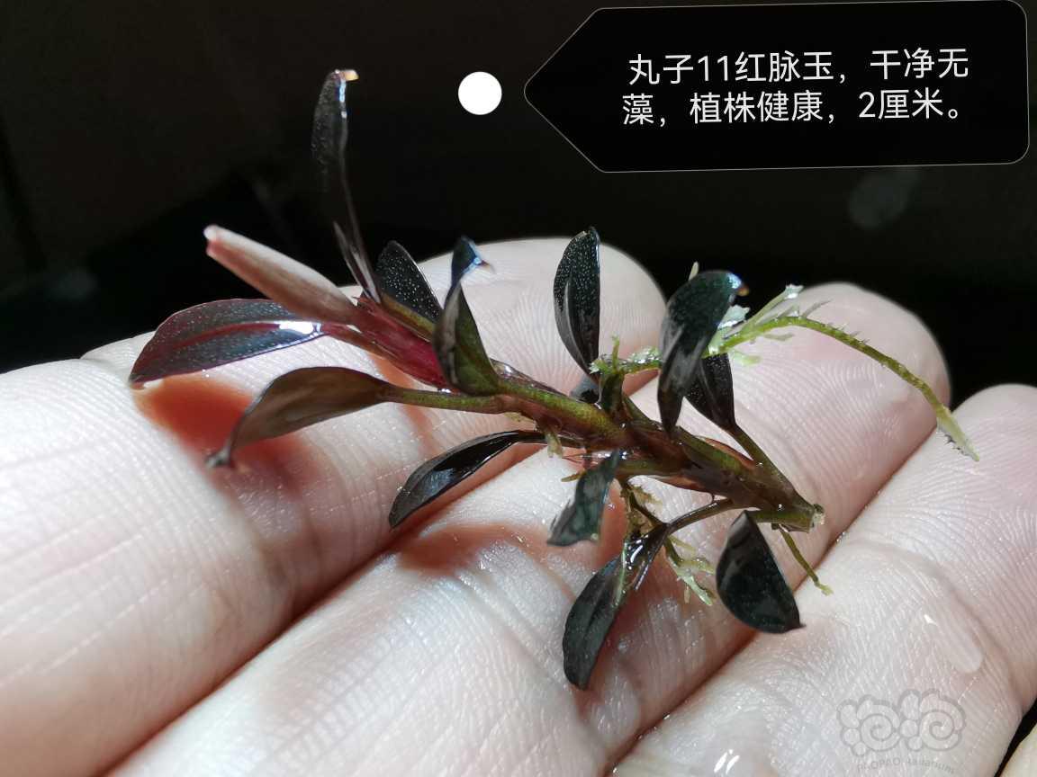 【水草】2022-07-10#RMB拍卖#丸子11红脉玉-图2